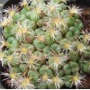 C.truncatum v. brevitubum - Seed
